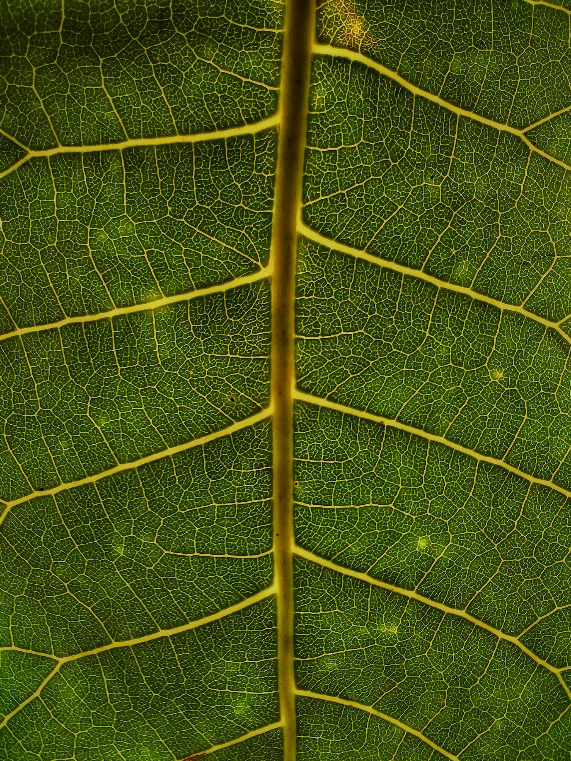 leaf